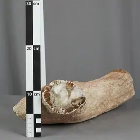 Madera petrificada lijada, 09 x 10cm, ejemplar único 013 | Marco Schreier