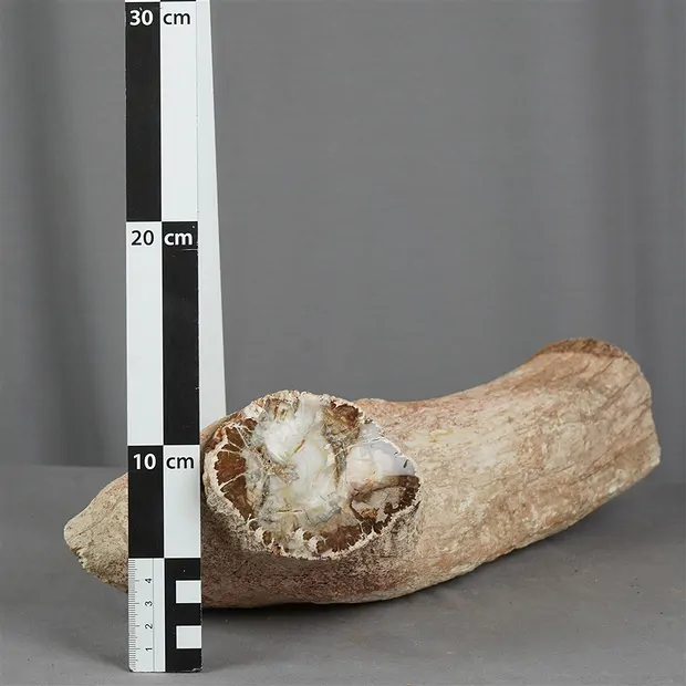 Foresta fossile taglata, 09 x 10 cm, esemplare unico 013 | Marco Schreier