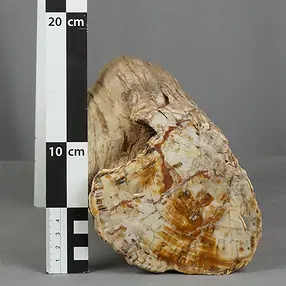 Foresta fossile taglata, 13 x 12 cm, esemplare unico 014 | Marco Schreier