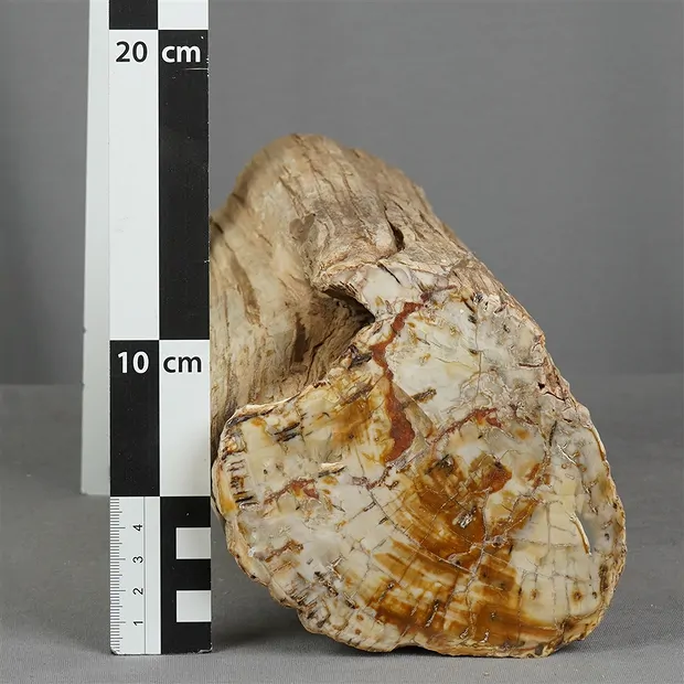 Foresta fossile taglata, 13 x 12 cm, esemplare unico 014 | Marco Schreier