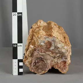 Madera petrificada lijada, 14 x 12 cm, ejemplar único 015 | Marco Schreier