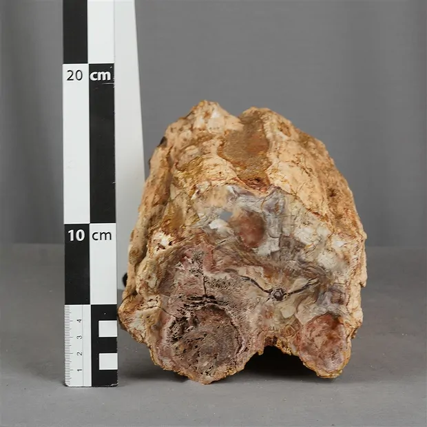 Anschliff versteinertes Holz, 14 x 12cm, Unikat 015 | Marco Schreier