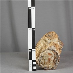 2804187016 Anschliff versteinertes Holz, 10 x 12cm, Unikat 016 | Marco Schreier