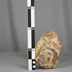 2804187016 Foresta fossile taglata, 10 x 12 cm, esemplare unico 016 | Marco Schreier