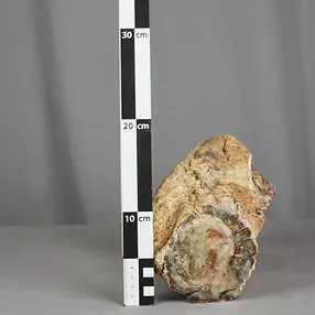 Madera petrificada lijada, 10 x 12 cm, ejemplar único 016 | Marco Schreier