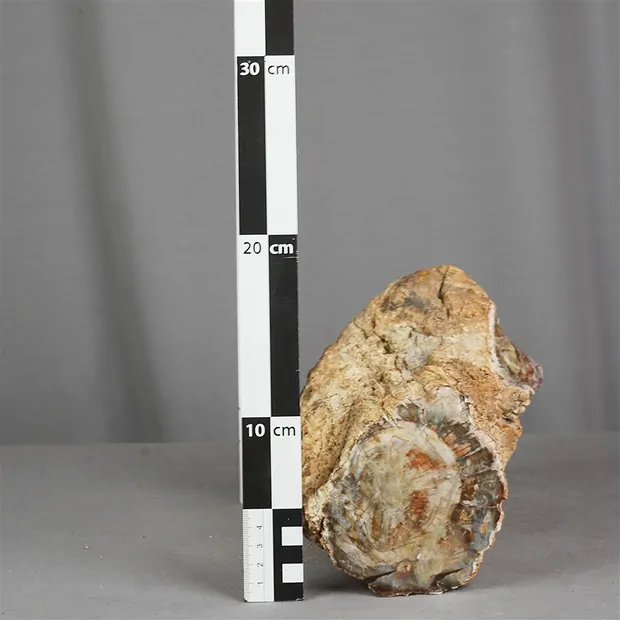 One side polished piece Petrified Wood, 10 x 12cm, unique 016 | Marco Schreier