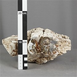 2804187021 Madera petrificada lijada, 11 x 7cm, pieza única 021 | Marco Schreier