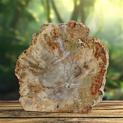 2804187022 Anschliff versteinertes Holz, 22 x 17cm, Unikat 022 | Marco Schreier