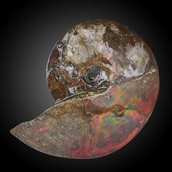 2804583061 Ammolita unica 061 | fornitore all'ingrosso di gemme, pietre curative e gioielli