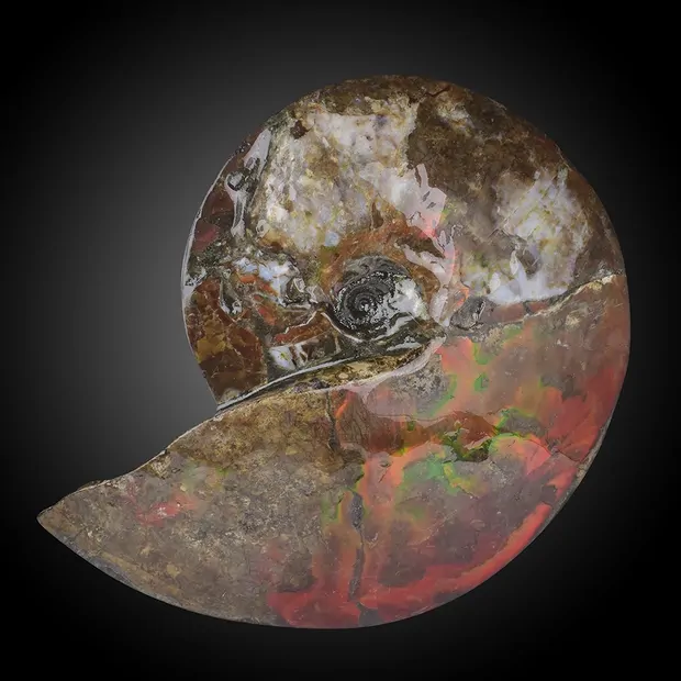 Ammolita única 061 | mayorista de piedras preciosas, piedras curativas y joyería