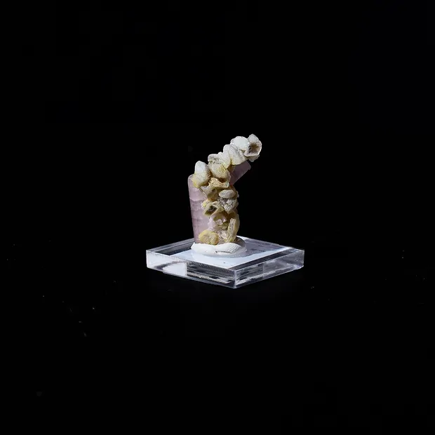 Gradino di apatite, 2,9 x 1,3 cm, unico 008 | grossista gemme e pietre curative