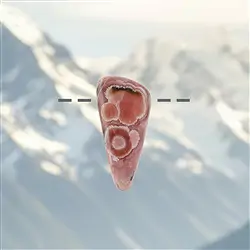 2811130015 Rodocrosite forata, 4,9 cm, esemplare unico 015 | Marco Schreier