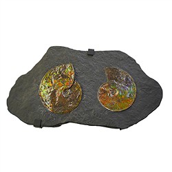 2823583002 Ammolith Unikat 002 | Marco Schreier Großhandel Edelsteine, Heilsteine & Schmuck