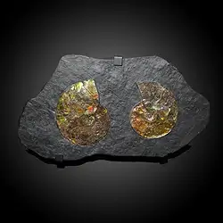 2823583002 Ammolith Unikat 002 | Marco Schreier Großhandel Edelsteine, Heilsteine & Schmuck