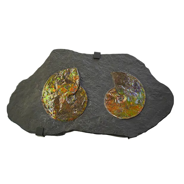 Ammolite Pièces uniques 002 | Marco Schreier