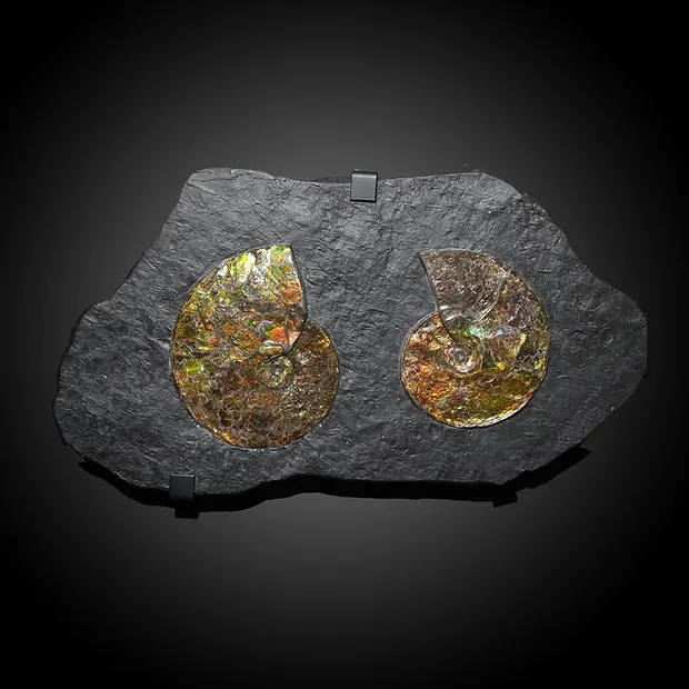 Ammolite unique 002 | Marco Schreier wholesaler - gems, healing stones & jewelry