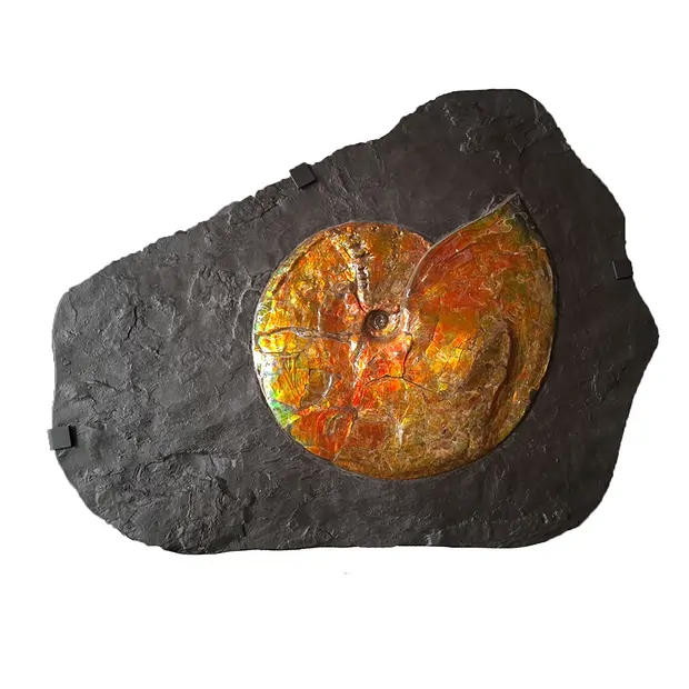 Ammolith Unikat 003 | Marco Schreier Großhandel Edelsteine, Heilsteine & Schmuck