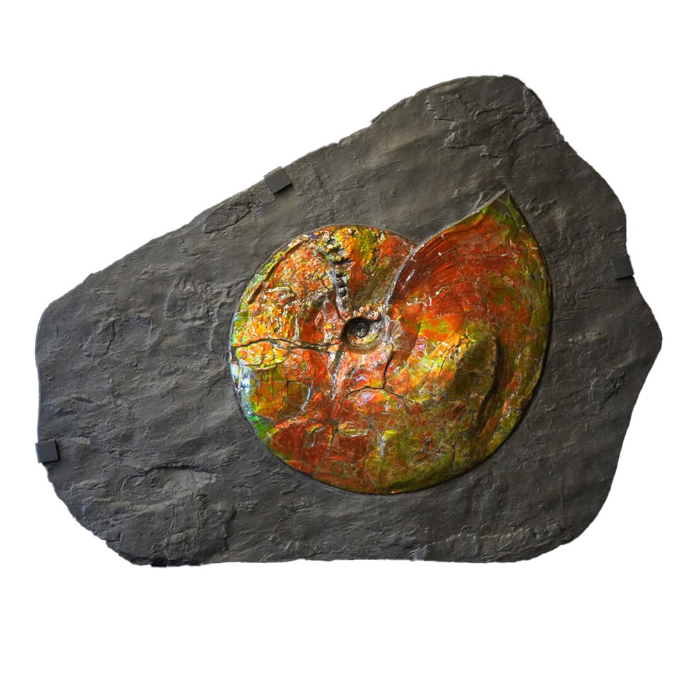 Ammolite Pièces uniques 003 | Marco Schreier