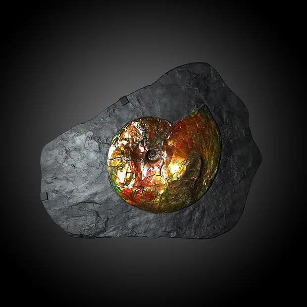 Ammolith Unikat 003 | Marco Schreier Großhandel Edelsteine, Heilsteine & Schmuck
