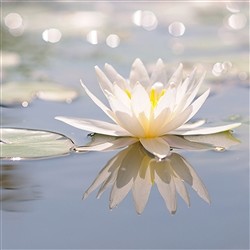 Pietre preziose per la "serenità | Gemme Schreier, pietre curative e gioielli