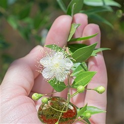 Pietre preziose per "rigenerare" | Gemme Schreier, pietre curative e gioielli