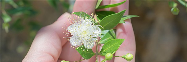 Gemstones for "regeneration" | wholesale supplier gems, healing stones & jewelry