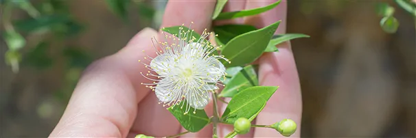 Edelsteine für "Regeneration" | Großhändler Edelsteine, Heilsteine & Schmuck