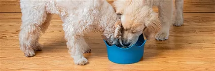 More VitaJuwel products | wholesaler - gems, precious & healing stones, jewelry