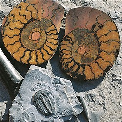 Pétrification & fossiles | Pierres précieuses, pierres thérapeutiques & bijoux