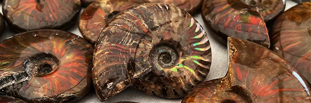 Petrifications & fossils | wholesaler - gems, precious & healing stones, jewelry
