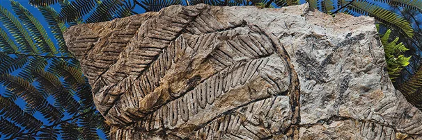 Fossilien | Marco Schreier Mineralienhandlung Edelsteine, Heilsteine & Schmuck