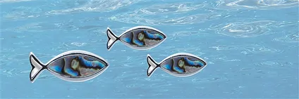 Brooches, bracelets Paua Shell | minerals trade - gems, healing stones & jewelry