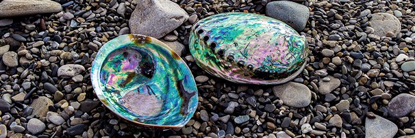 Muschel-Schalen und Geschenke | Großhändler Edelsteine, Heilsteine & Schmuck