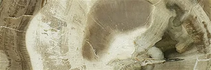 Madera petrificada y fósiles | piedras preciosas, piedras curativas y joyería