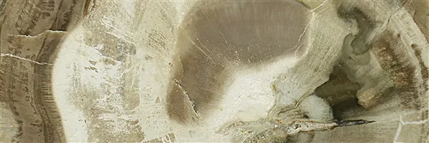 Versteinertes Holz & Fossilien | Großhändler Edelsteine, Heilsteine & Schmuck