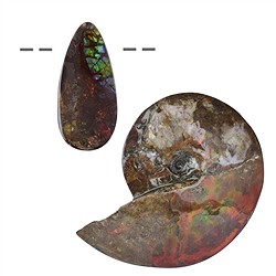 Ammolitas perforadas y otros artículos | Marco Schreier