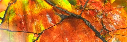 drilled Ammolites and other articles | wholesaler gems, healing stones & jewelry