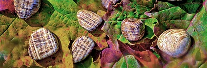 Aragonite (brown and orange) | wholesale supplier gems, healing stones & jewelry