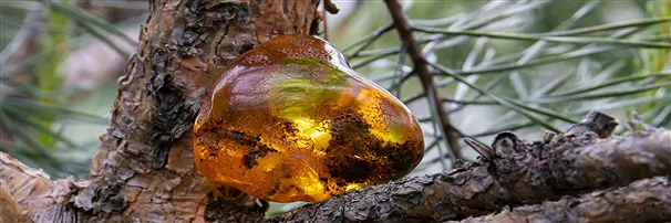 Ambre Pierre roulée & Pièces polies d'un côté | Marco Schreier