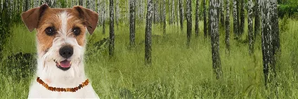 Hundeketten und Halsbänder aus Bernstein | GH Edelsteine, Heilsteine & Schmuck