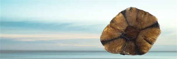 Chiastolite (pierre de croix) | Marco Schreier