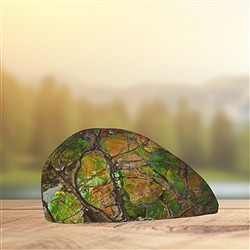 Ammolite (St. Mary River) | Schreier - wholesaler gems, healing stones & jewelry