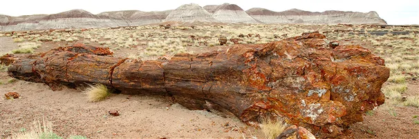 Madera petrificada - Joyería | Joyas y piedras de madera