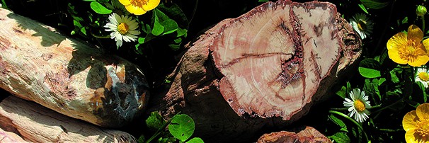 poliertes versteinertes Holz | Mineralienhandel Edelsteine, Heilsteine & Schmuck