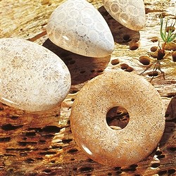 Petrified Coral | Marco Schreier wholesale suppliers - gems, stones & jewelry