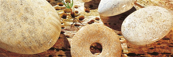 Petrified Coral | Marco Schreier wholesale suppliers - gems, stones & jewelry