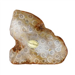 Polished shapes, Tumbled Stones Coral | wholesale gems, healing stones & jewelry