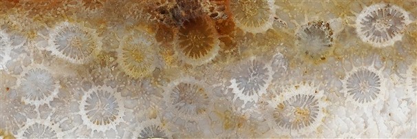 Polished shapes, Tumbled Stones Coral | wholesale gems, healing stones & jewelry