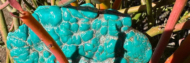 Turquoise | Marco Schreier wholesale suppliers - gems, healing stones & jewelry