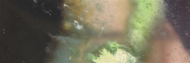 Gioielli con Foresta fossile | gemme, pietre curative e gioielli all'ingrosso